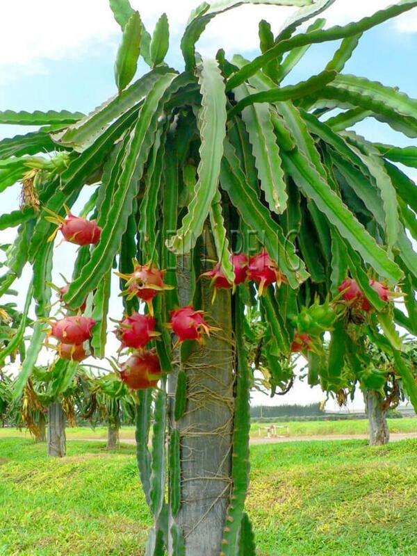 500 teile/beutel Importiert Rot Pitaya anlage Japanischen Saftig Non-GVO Bonsai Drachen Obst Hausgarten Topf DIY Einfach zu wachsen