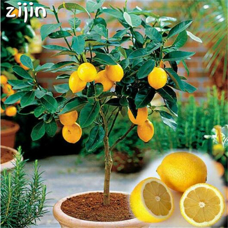 50 piezas de árbol de limón bonsái árbol de fruta rara para el patio de casa Gatden puede plantas de frutas comestibles