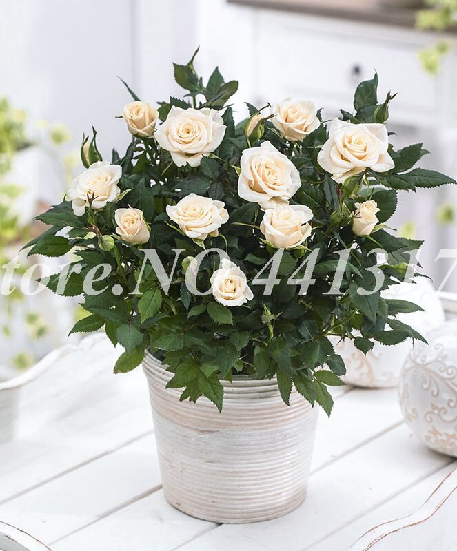 300 teile/beutel Wunderschöne Rose Indoor Duftenden Charming Englisch Rosa Blume Garten Anlage für Home Bonsai Topf De Flore