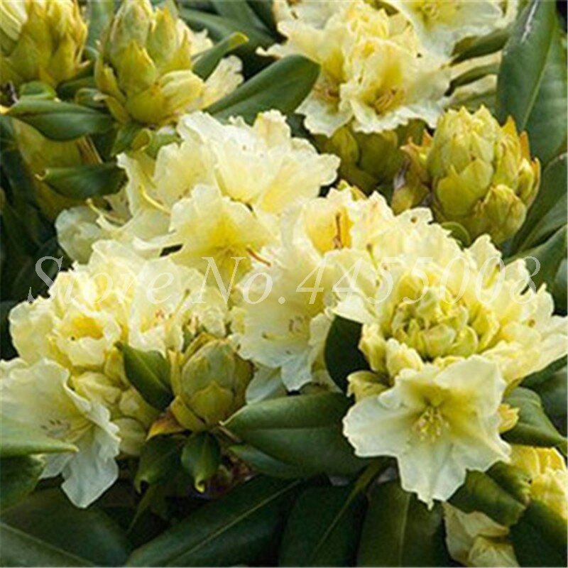 100 unids/bolsa raro Azalea Rhododendron plantas Biji maceta como geranio lirios De Flores Raras planta Bonsai decoración De jardín