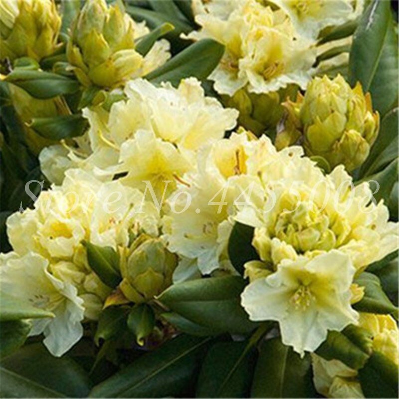 100 pcs/Tasche Seltenen Azalee Rhododendron Pflanzen Biji Topf Wie Geranie Lilien De Flores Raras Pflanze Bonsai Hause Garten decor