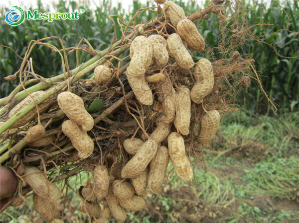 Four Red Peanuts, Peanut Seeds, Chinese Characteristics Plant Seed - 10 Seed particles