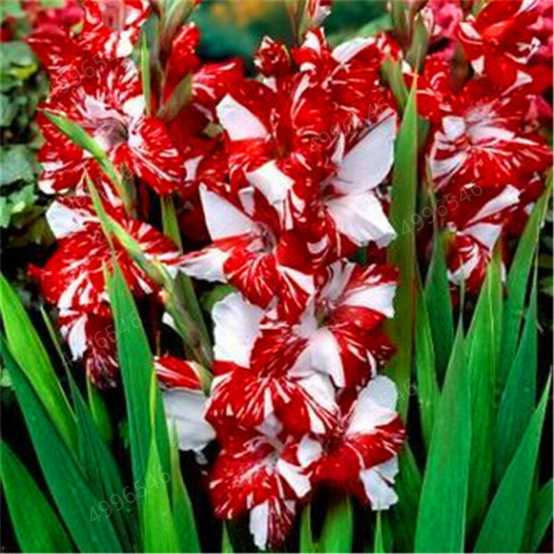 200 Pcs Multi-Farbe Gladiolen Blume (Nicht Gladiolen Glühbirnen), 95% Keimung, DIY Aerobic Topf, seltene Gladiolen Bonsai Blume