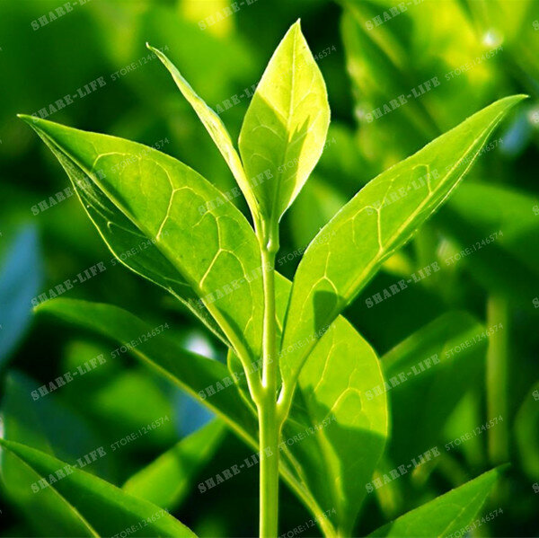 Новый урожай китайский Зелёный чай дерево Семена Свежие Camellia Sinensis семян сад Карликовые деревья Зелёный чай цветочных растений 10 шт. Бесплат...