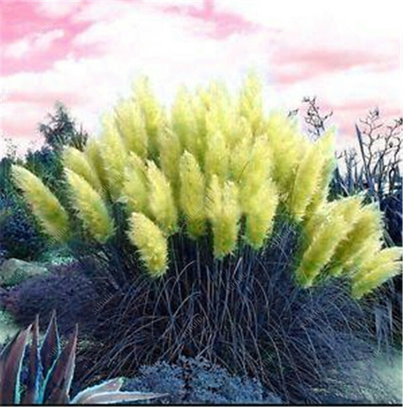 200 pcs 팜파스 잔디 plantas 파티오 및 정원 화분 관상용 식물 새로운 꽃 (핑크 옐로우 화이트 퍼플) cortaderia grasses