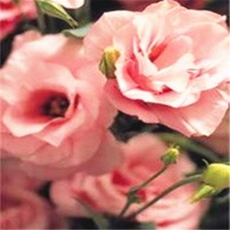 100 Pcs Eustoma Grandiflorum Bonsai Planta Lisianthus Blume Mehrjährige Zier Garten Pflanzen Sementes de Flores (ju geng)