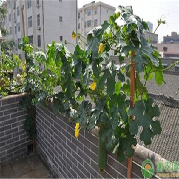 10 Uds Luffa cylindrica angular Toalla de calabaza Luffa larga vegetal orgánico para plantas de jardín y hogar fácil de cultivar envío gratis