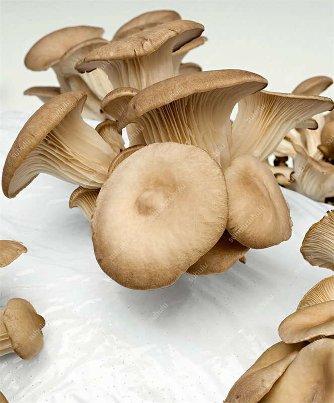 Вкусные грибы бонсай, 100 шт. растительные растения Редкие плейротус грибные штаммы Geesteranus бонсай легкое Выращивание DIY сад