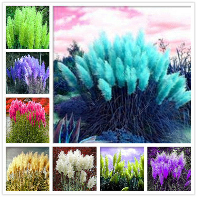 200 Pcs Pampas Grass plantas Patio And Garden Potted Ornamental Plants New Flowers (pink Yellow White Purple) Cortaderia Grasses