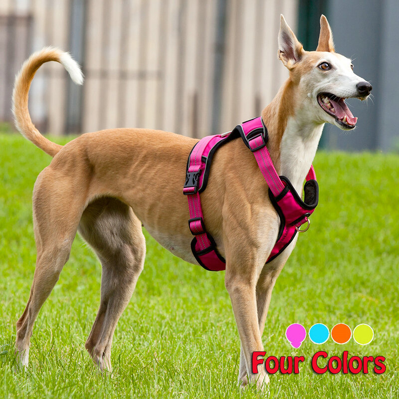In vendita Big Harness For Dog Outdoor Walking Bulldog francese Golden Retriever Medium Large Animal Pet Chest Strap Handle Collar