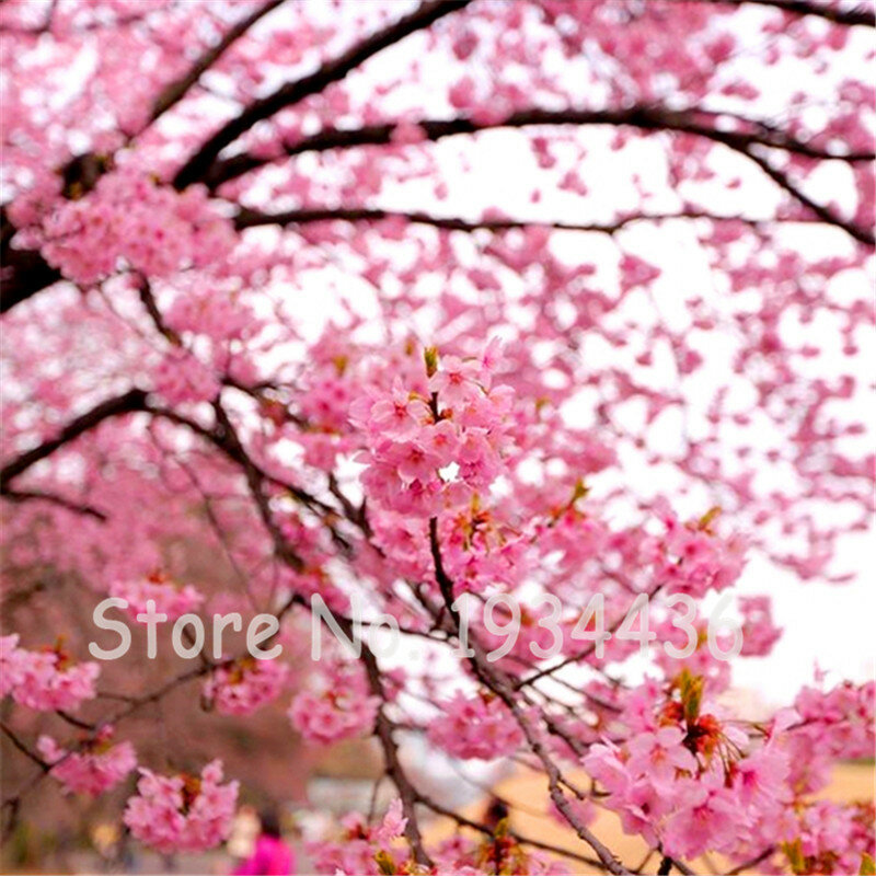20 pcs Japonês Sakura Rosa das flores de Cerejeira Árvore Início Jardim Árvore de Escalada Planta Perene Da Planta Da Flor DIY Enfeites De Natal