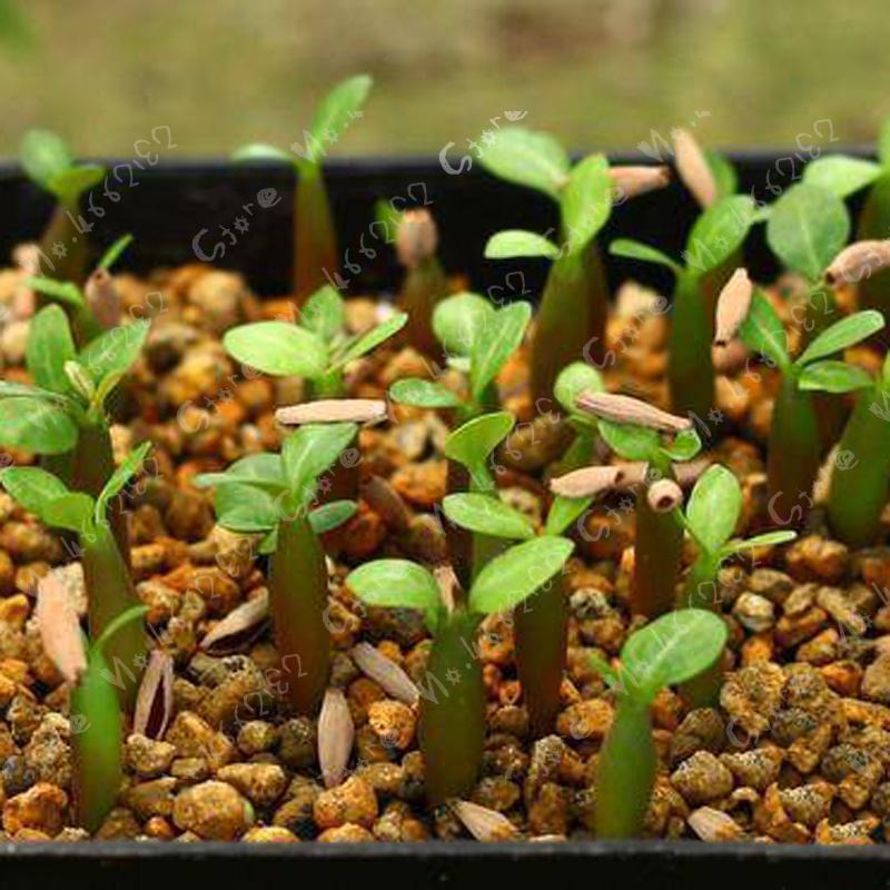 100% 진정한 새로운 품종 태국 순수 중국어 레드 더블 꽃잎 사막 화분 정원 꽃 분재 식물 adenium obesum 1 pcs