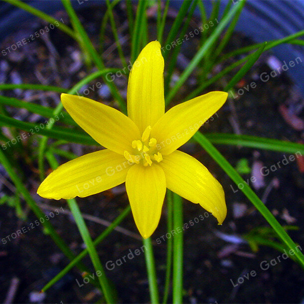 2Bulb Zephyranthes Candida  (onion Orchid Bulb) Easy Planting, Balcony Fun Indoor Outdoo  Flower Pots Plant