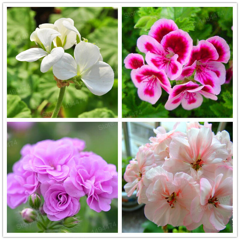 100pcs/bag mixed color Geranium Flower Geranium flores Bonsai plantas Beautiful Rainbow Flower Plants for Home Garden