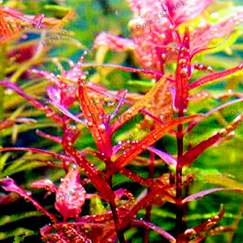 100 pçs/saco plantas de aquário bonsai grama água plantas aquáticas jardim interior plantas ornamentais grama flores para casa tanque de peixes