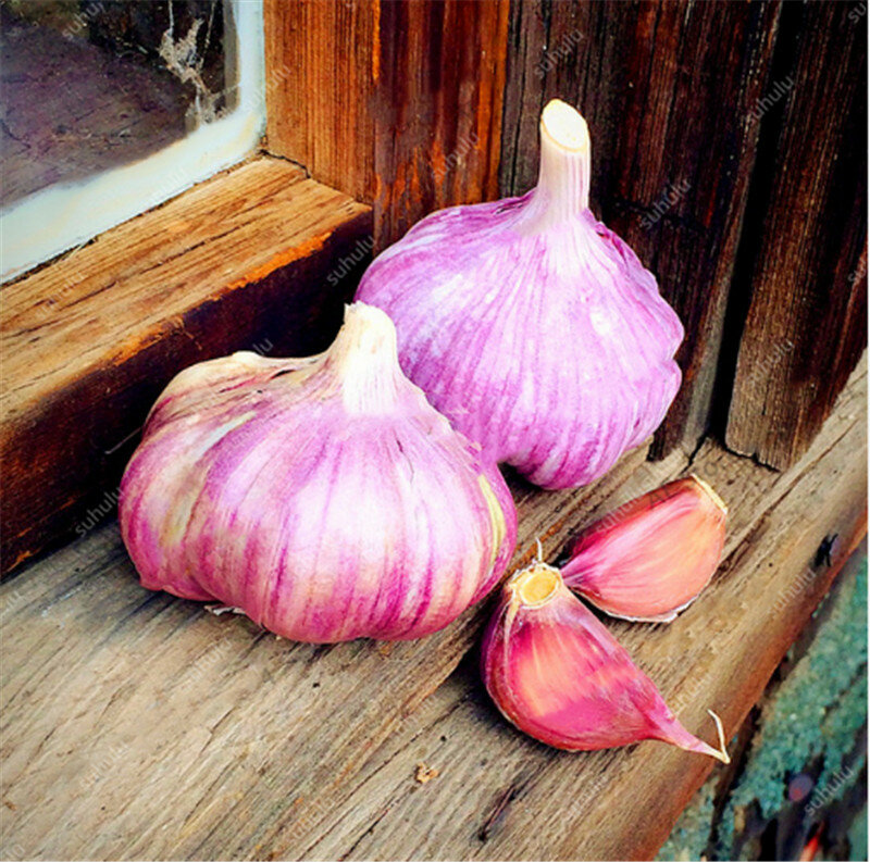 200 шт мульти-лепестки чеснока бонсай, красное и здоровое растение лук Garlics овощи Бонсай очень легко выращивать Кухня приправа еда