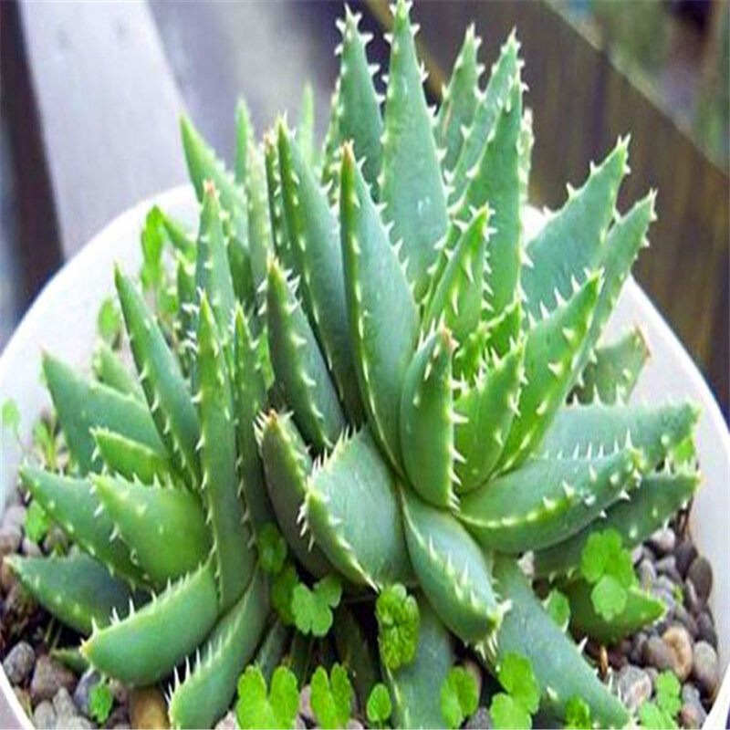 Sale !200 Pcs Green Aloe Vera Plants Edible Beauty Edible Cosmetic Vegetables And Fruit Bonsai Herb Tree Plants For Home Garden