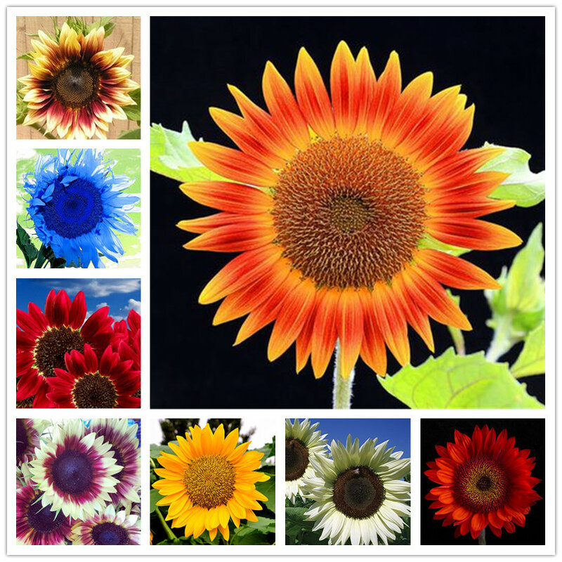 50 pcs/ bag Sunflower Bonsai 11 kinds Sun Fortune Bloom Garden Potted Plants Jardin Blooming Flowers Easy To Grow Free Shipping