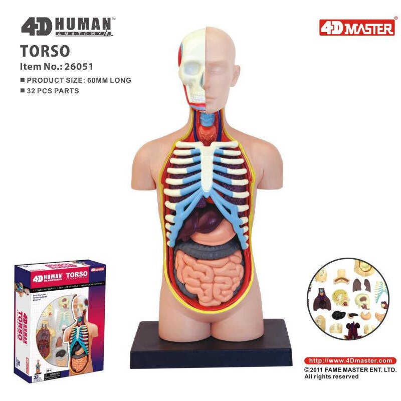 4D 내장 지능 조립 장난감 인간장기 해부학 모델, 의료 교육 DIY 인기 과학 기기