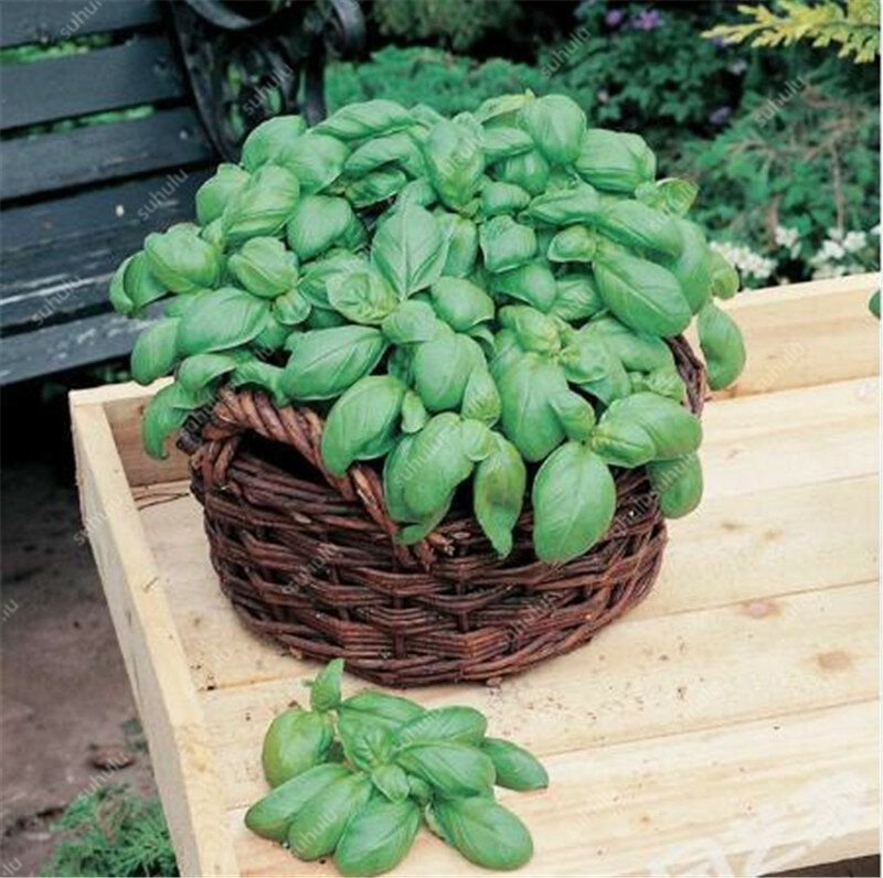 Sprzedaż! 100 sztuk/worek duży liść bazylii Bonsai zielone świeże ocimum warzyw przyprawy rośliny aromatyczne zioła Bonsai rośliny ogrodowe kwiat