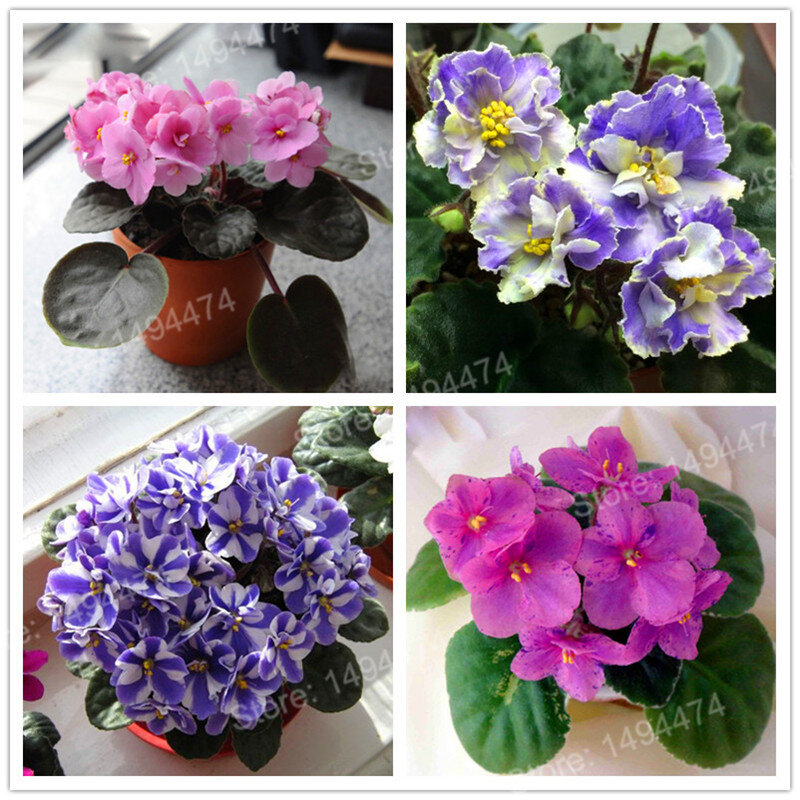 200 шт смешанные цвета мини фиолетовые растения, Африканский Фиолетовый бонсай, Мини садовые растения фиолетовые цветы многолетнее травянис...