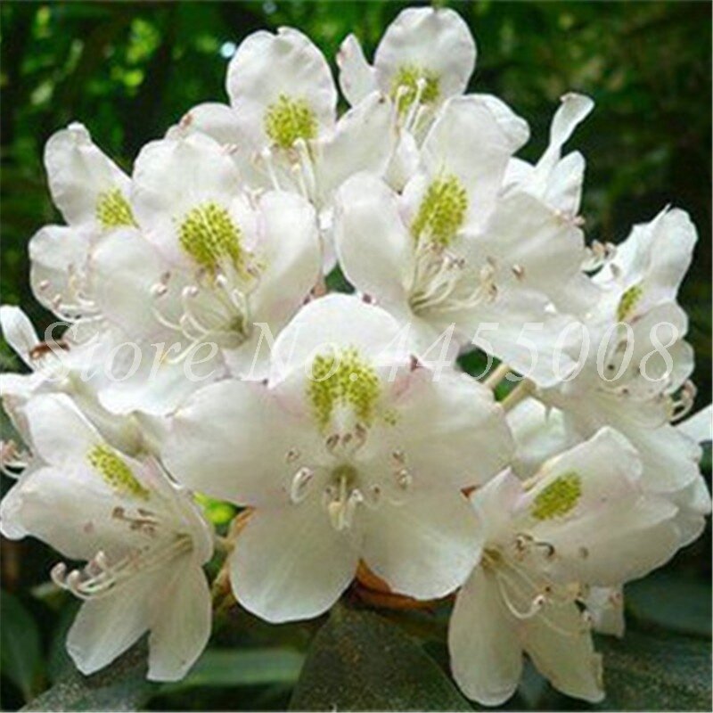 100 pcs/Tasche Seltenen Azalee Rhododendron Pflanzen Biji Topf Wie Geranie Lilien De Flores Raras Pflanze Bonsai Hause Garten decor