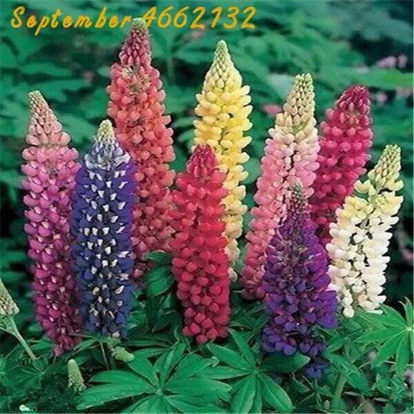 100 PCS Lupine Flowers Bonsai Garden Balcony Potted Four Seasons Easy To Plant Flowers Grass Bonsai Lupine Spring And Autumn