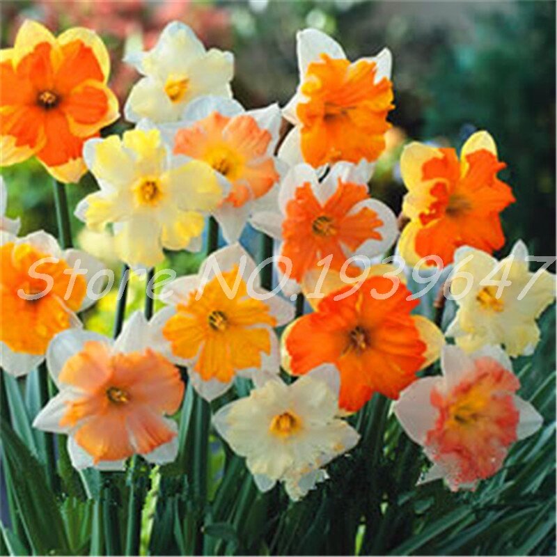 200 Pcs Narcissus Flower Bonsai, Daffodil Flower, Bonsai Plants Double Petals Absorption Radiation Potted DIY Home Garden Plant