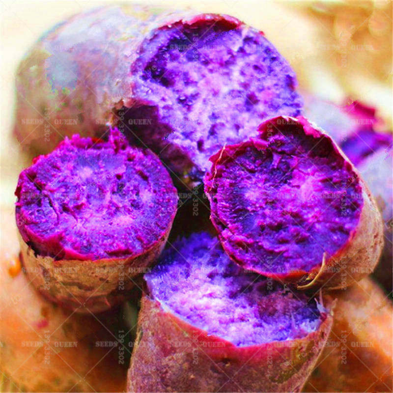 100 unids/bolsa de patata dulce púrpura bonsai plantas Super delicioso dulce patata vegetal plantas de jardín de la casa de plantación