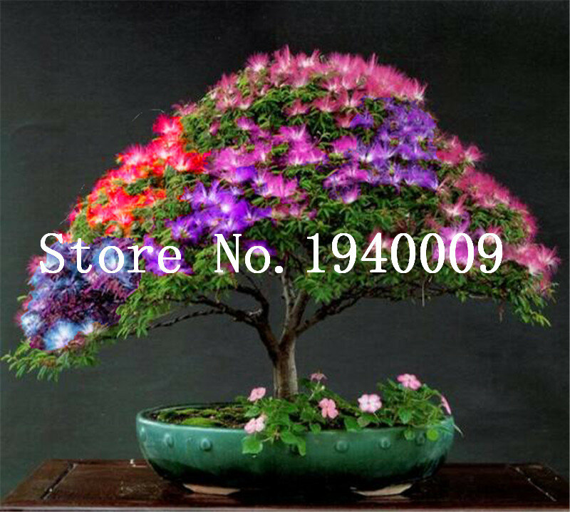 Venta caliente 20 piezas de bonsái de árbol de Acacia (Albizia Julibrissin) bonsái flor Bonsai planta interior perenne para el jardín en macetas
