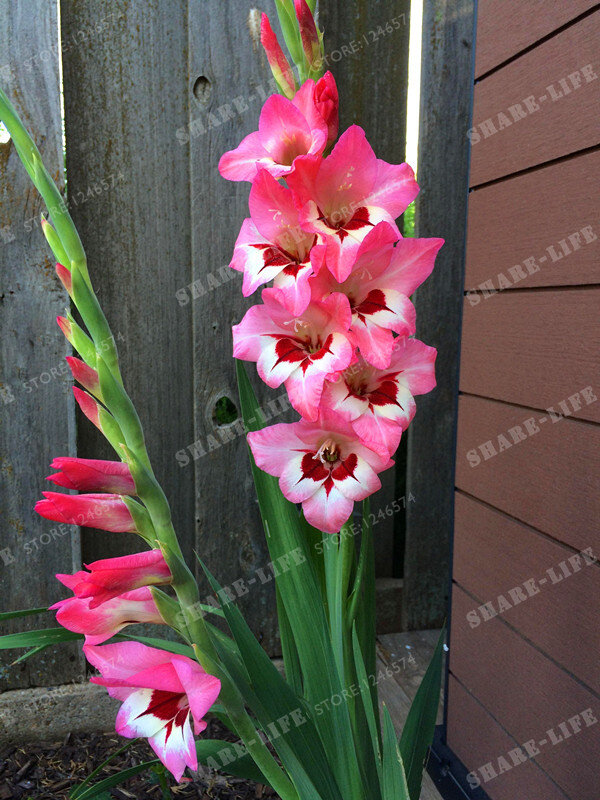 2 BulbsTrue Pink Gladiolus Bulbs,Beautiful Gladiolus Flower,(Not Gladiolu Seed),Flower Symbolizes Longevity,Plant Garden
