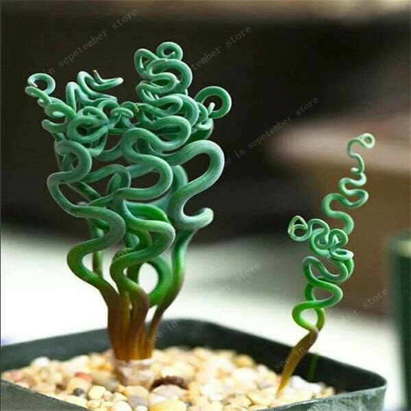 ¡Venta! 500 piezas espiral hierba planta hierba suculenta DIY jardín con macetas de bonsáis familia exóticas plantas ornamentales primavera hierba