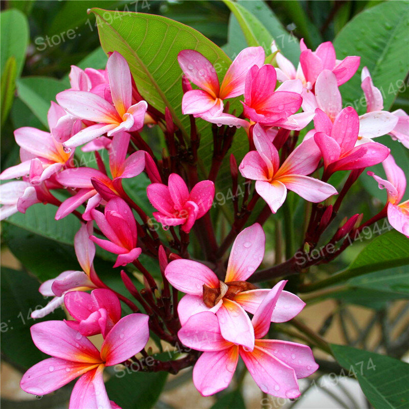 100 stücke Home Garten Frangipani gemischt farbe Plumeria rubra Blume Plantas Dekoration Romantik Ei Blumen bonsai anlage home garten