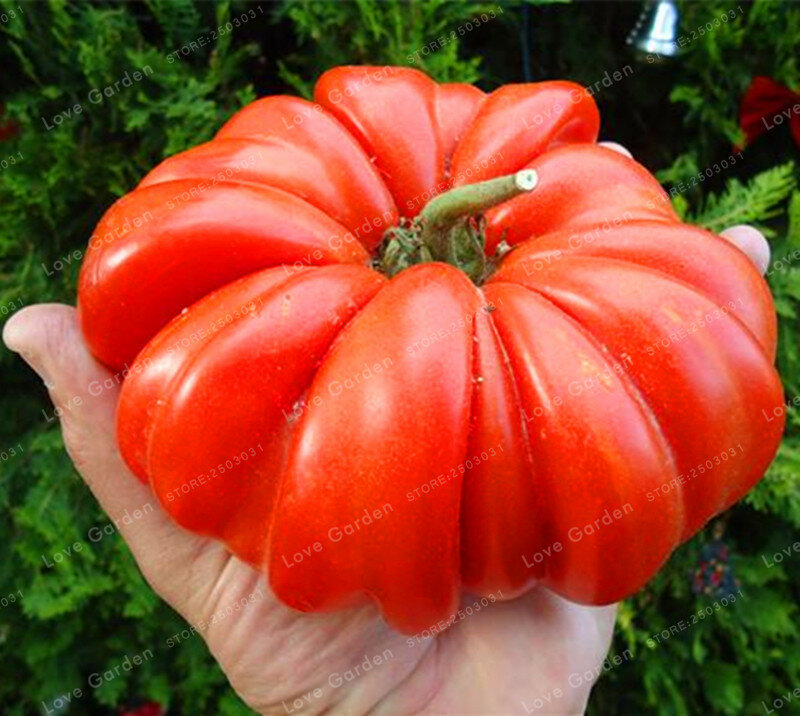 24 вида питательный томат бонсай редкий огромный Томатный завод Бонсай Органические овощи фрукты в горшке для дома сады 50 шт.
