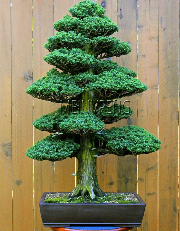 Большая распродажа! 28 шт./пакет Редкие дерево бонсай для домашнего бонсай японского кедра бонсай растения, # S12NKA
