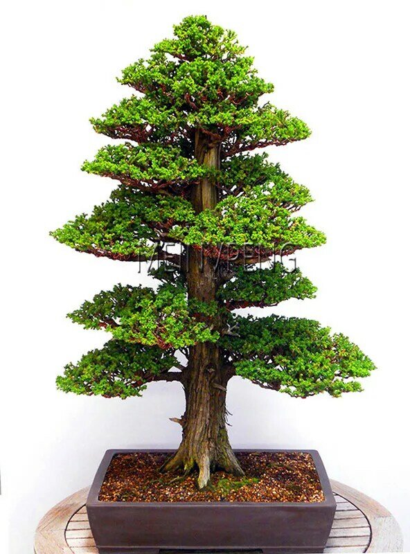 Wielka wyprzedaż! 28 sztuk/worek rzadkie drzewko bonsai do domowe drzewko bonsai japoński cedr Semillas bonsai roślin, # S12NKA