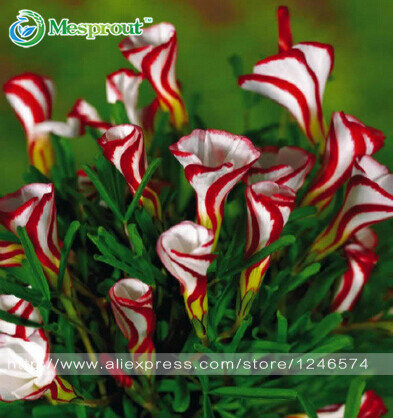 Free shipping Oxalis versicolor flowers seeds 100pcs World's Rare Flowers For home Garden planting Flowers Semillas
