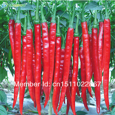 Red Pepper Seeds, Chili Pepper, Ornamental Fruit Vegetable Seeds, About 30 particles