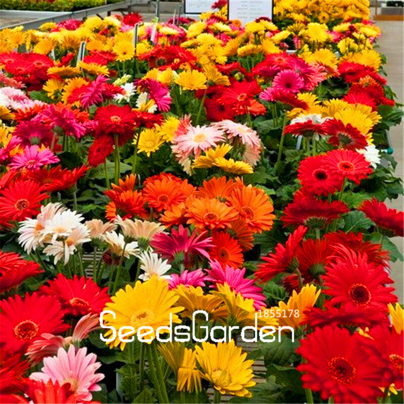 100 Pcs/Lot New Arrival!Gerbera Daisy Hybrids Mix Flower flores Bonsai plants easy to grow plantas for home & garden