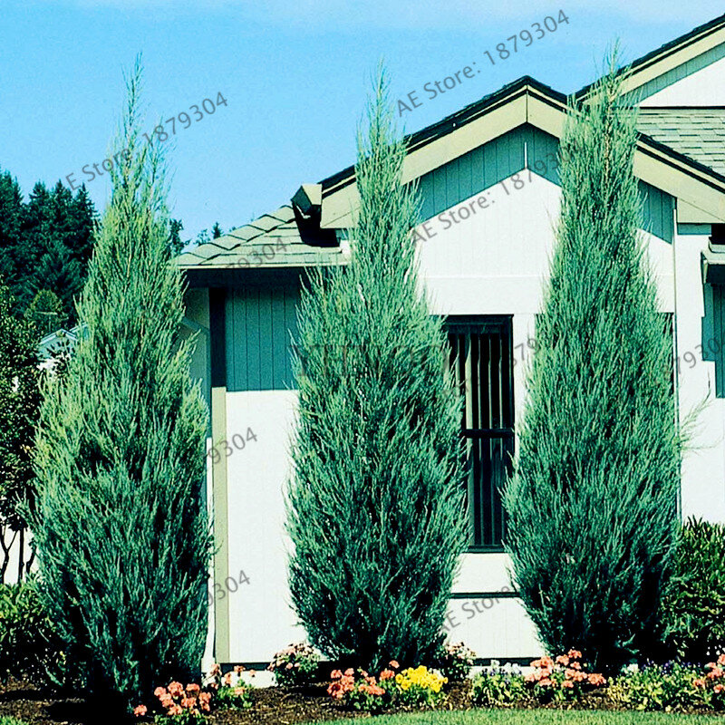 110 teile/beutel Microbiota Decussata Sibirischen Teppich Cypress Lebensbaum flores schöne baum Bonsai Anlage für Home Garten