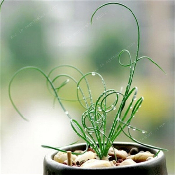 Vente! 500 pièces spirale herbe plante succulente herbe bricolage bonsaï en pot jardin famille plantes exotiques ornementales printemps herbe