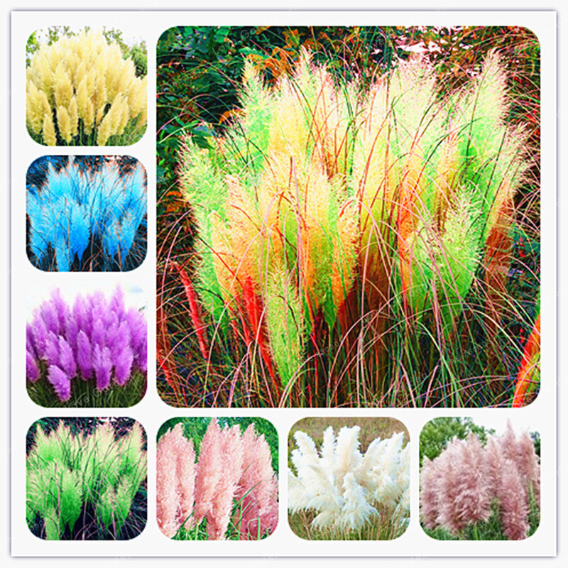 Barato 500 unids/bolsa de hierba colorida de las Pampas Cortaderia Bonsai son plantas de jardín muy hermosas decorativas DIY