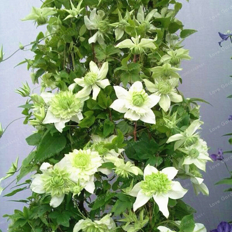 Clemátide de escalada Bonsai flores Clematis vid Bonsai flor perenne Bonsai Clematis plantas Bonsai maceta jardín 100 Uds