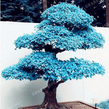 Rare Blue Maple Seeds Bonsai Tree Plants Pot Suit for DIY Home Garden Japanese Maple Seeds 20 Pcs Balcony Plants Free Shipping