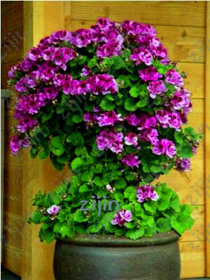 50 piezas bonsái escalada Flor de geranio, Pelargonium Peltatum geranium bonsái, patio y balcón planta exterior para jardín doméstico