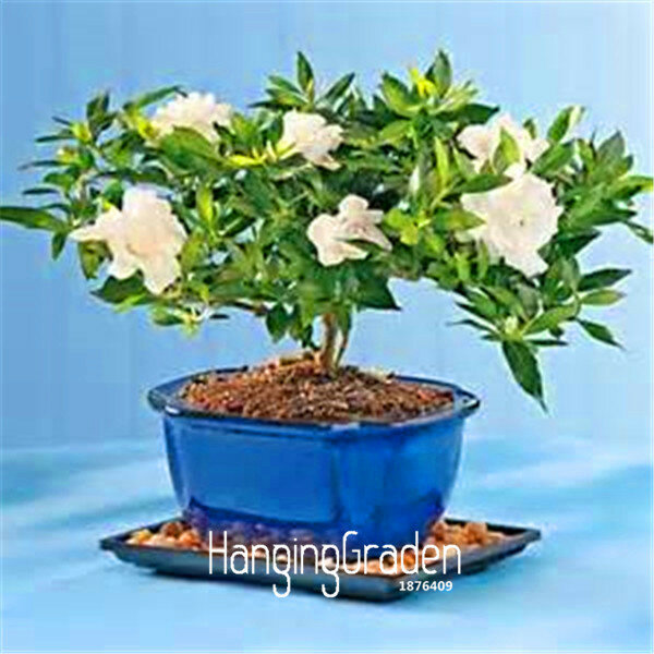 ¡Promoción! 100 unids/pack Gardenia planta (Cape Jasmine) * Jardín de la casa de Bonsai... increíble olor y hermosas flores para habitación, # 6QL