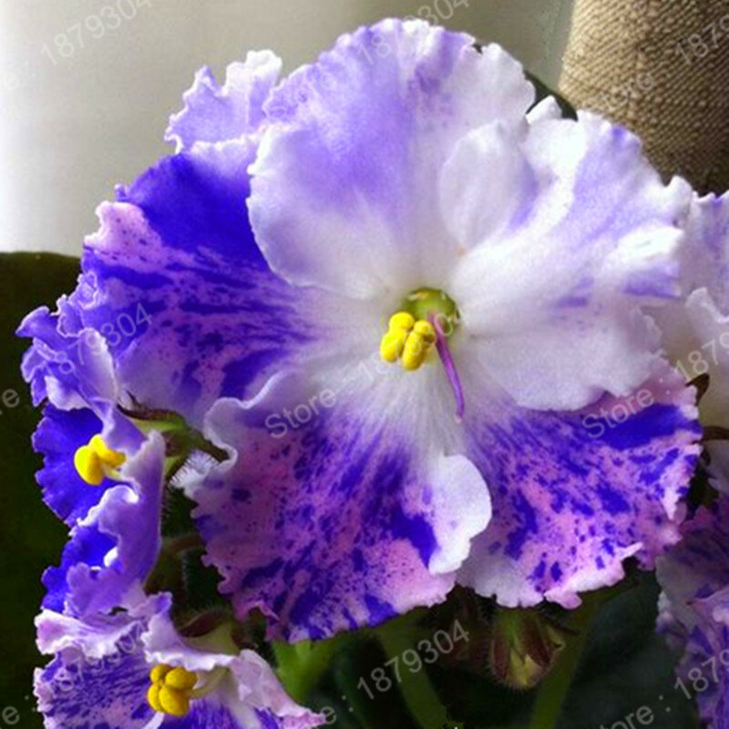 Promoción africana violeta flor planta raro jardín bonsai hierba perenne variedad de flores mezcla completa 24 colores 200 uds/ba