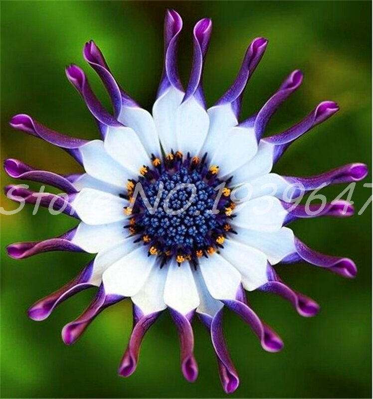 Hot Sale! 100 Pcs African Blue Eyed Daisy Flower Osteospermum Bonsai Blue Daisy Hardy Plants Flower Exotic Ornamental Flowers