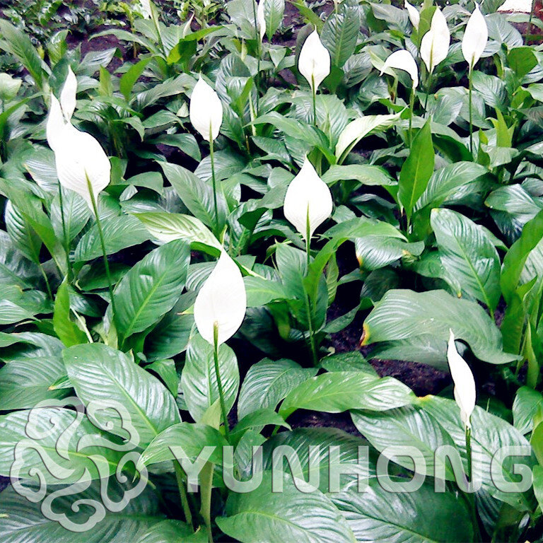 100 pcs 희귀 한 spathiphyllum 분재 rosebud spathiphyllum 다년생 꽃 식물 하디 식물 분재 화분 무료 배송