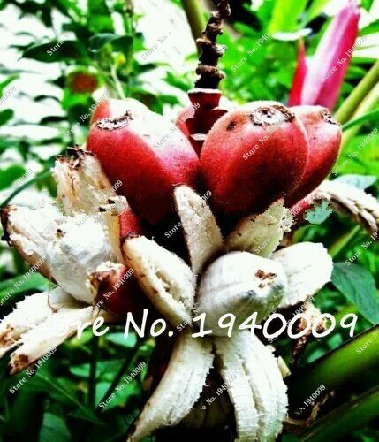 100 шт. банан карликовые деревья, разных цветов карликовые плоды, дерево, со вкусом молока, на открытом воздухе многолетние фрукты дерево бонс...